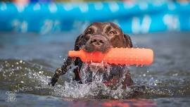 Benson's Pet Center Dock Dogs Day 1