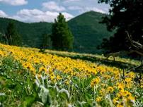 Jumbo Saddle Wildflower Walk