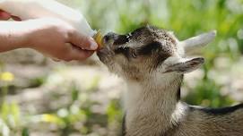 Bottle Feeding and Cuddle Time with Baby Goats