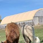 Farm Yoga