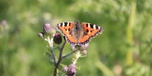 Spring Butterfly Walk in the Chase Woods