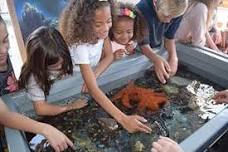 Family Night: Mystic Aquarium Touch Tank