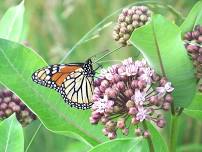 North American Butterfly Count