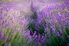 Lavender Days Festival