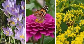 Planting for Pollinators With Beth Harveaux