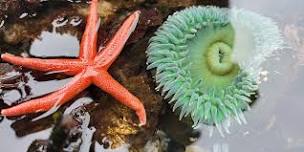 Low Tide Beach Exploration