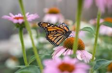 Spring Native Plant Sale