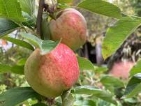 Community Fruit Harvest Festival — Wild Dunedin