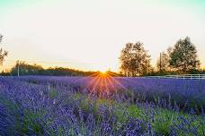 BLOOM FEST 2024 - Lavender Festival!