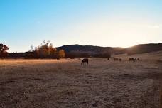 Hope Held by a Horse