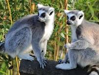 Madagascar 9 Days Adventure – Baobabs and Lemurs