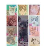 Furever and Always - A Taylor Swift-Themed Cat Adoption Event and Pet Food Drive