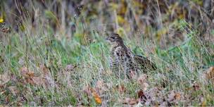 Birding Walk at Grasse River Wilderness Preserve