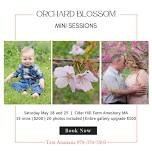 Orchard Blossom Mini Sessions at Cider Hill Farm