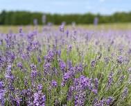 Healing in the Lavender