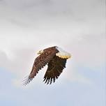 Bald Eagle #23-3492 Release