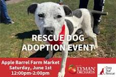 Adopt a Rescue Dog at Lyman Orchards