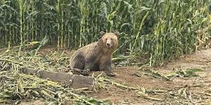 Lecture: Large Carnivore Management in Wyoming