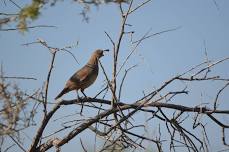 Summer Wildlife Series 2/2 - Quail