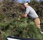 TREE LIMB RECYCLING