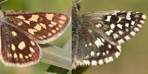 Butterfly Identification and Survey Training Day, Fineshade Wood