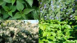 Edible/Medicinal Plant Walk