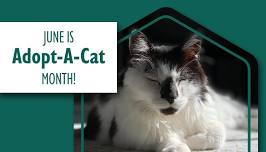 June is Adopt-a-Cat Month