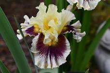 Spring Iris Sale