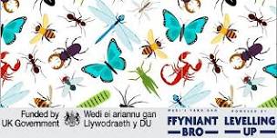 Gwithdy Celf Gwyllt Hefo Elen Williams Wild Art Workshop