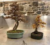 Dragon Bonsai Autumn Show