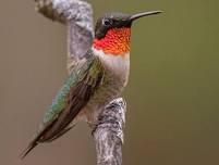 Hummingbird Banding Program Jun 8