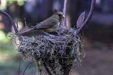 Birds Across the Seasons: Breeding Birds