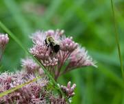 Native Gardening for Wildlife & Pollinators