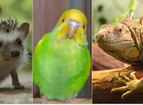 Chattanooga TN Exotic Pet Expo September 7 & 8, 2024