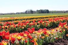 Tulip Field Minis