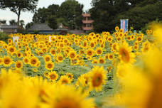 Kiyose Sunflower Festival | Ishii Farm | Things to do in Tokyo