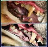 Non Sedation Dog & Cat Dental Cleaning