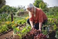 Vegetable Gardening Basics