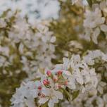 Apple Blossom Minis