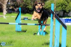 Dog Olympic Games