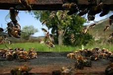 Intermediate Beekeeping Class - Getting a Sense of Splits