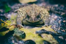 4-H Budding Naturalists- Reptiles 'n' Amphibians