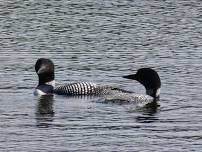 Loon Watching Paddle on Little Clear Pond