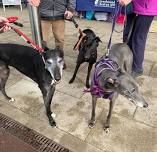 Raising awareness of greyhounds as pets