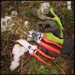 Pruning Part II: Hands-on Experience in the Field