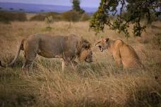 A Lioness' Roar