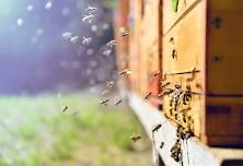 Inspiration Cabin: My Life with Bees