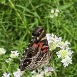 Butterfly Field Training