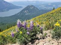 Dog Mountain wildflower hike