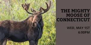 The Mighty Moose of Connecticut